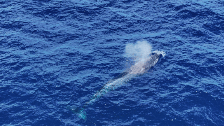 Grabación con dron de cetaceos