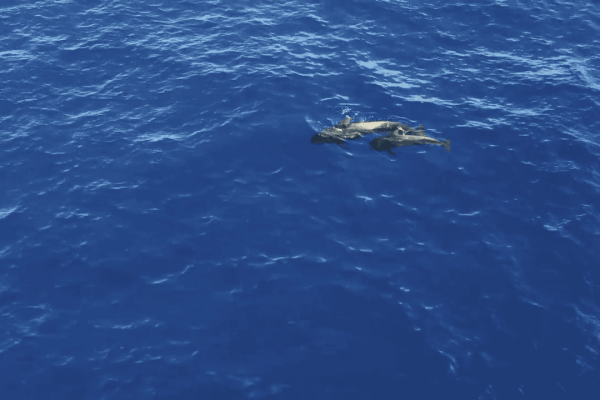 Documental de ballenas con dron