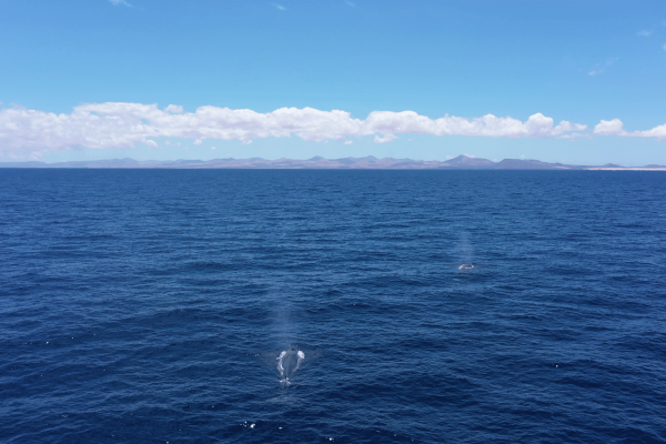 Grabación de ballenas con drones