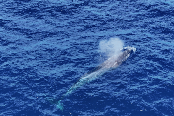 Grabación con dron de cetaceos